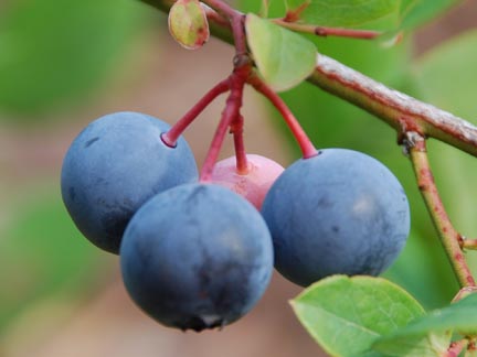 Blueberry Yadkin Fruit Closeup
